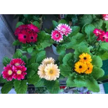 colorful Gerbera Daisy Plant